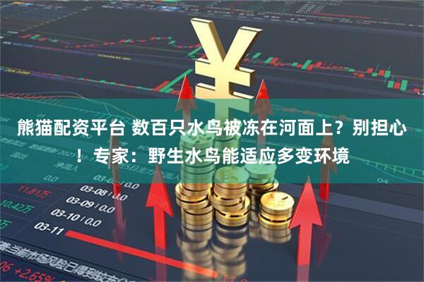 熊猫配资平台 数百只水鸟被冻在河面上？别担心！专家：野生水鸟能适应多变环境